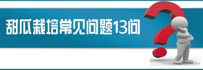 蔬菜種子栽培技術(shù)-<strong><font color='#006428'>甜瓜栽培常見(jiàn)問(wèn)題13問(wèn)？</font></strong>