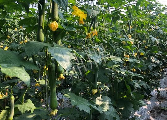 蔬菜種子種植戶客戶點評-種植“優(yōu)比1號”差的用戶，差到什么樣子？