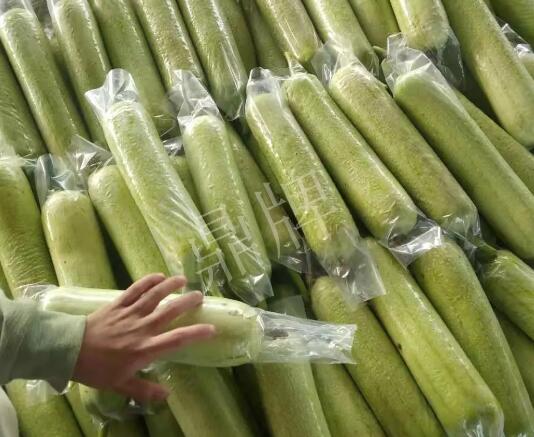蔬菜種子種植戶客戶點評-這個絲瓜每畝能掙3萬，惠州客戶很滿意！