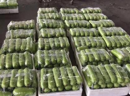 蔬菜種子種植戶客戶點評-上市早，價格好！我連續(xù)種了三年，滿意！