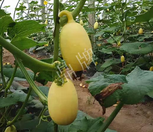 蔬菜種子種植戶客戶點評-上市了，14元/公斤。河南客戶發(fā)來…