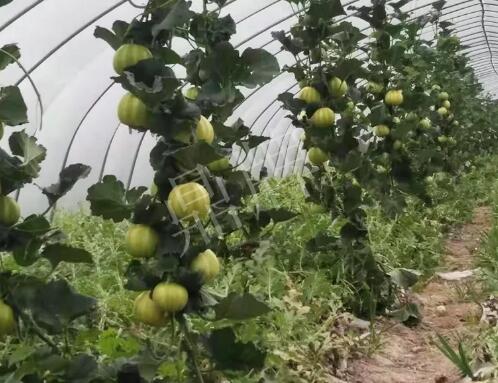 蔬菜種子種植戶客戶點評-我的乖乖，一株坐果15個，6元1斤，好賣得很！