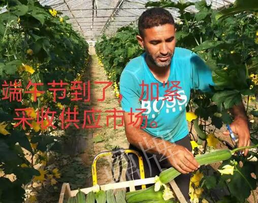 蔬菜種子種植戶客戶點評-羨慕！每公斤24元，“優(yōu)比1號”在法國的表現(xiàn)…