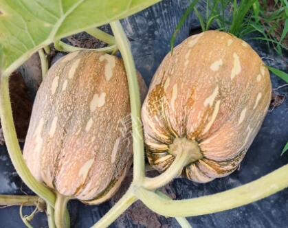 蔬菜種子種植戶客戶點評-“押寶”押對了，押對這個品種賺了2倍錢！