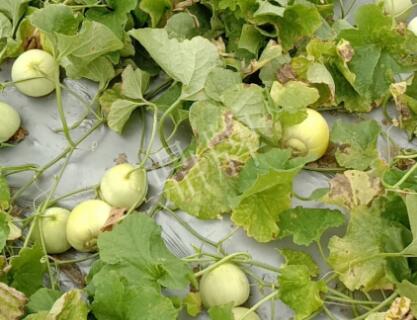 蔬菜種子種植戶客戶點評-低溫寡照的天氣，它仍然優(yōu)秀！