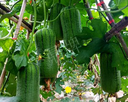 蔬菜種子種植戶客戶點評-這個新品種，讓我“頭痛”…
