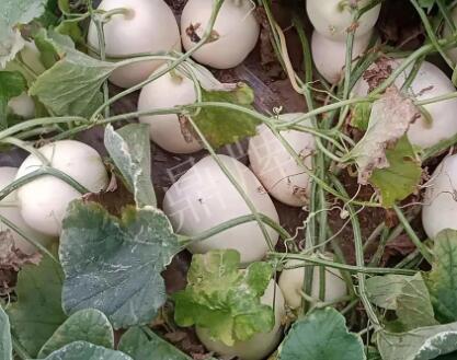 蔬菜種子種植戶客戶點評-“甜，真甜，真是甜！”