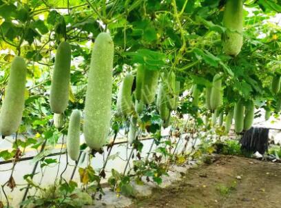 蔬菜種子種植戶客戶點評-我種的冬瓜，肉緊味甜，按個賣！