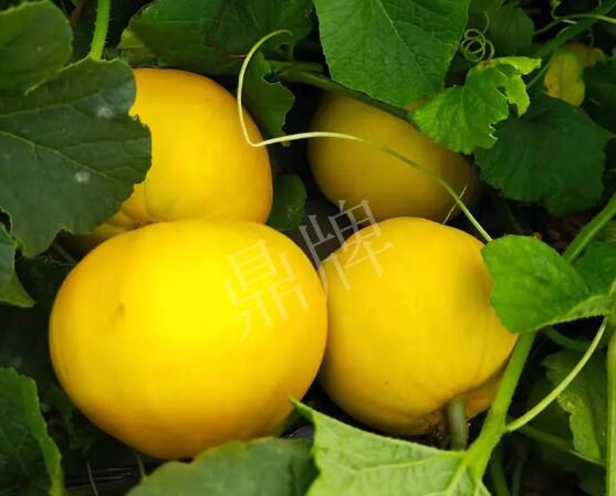 蔬菜種子種植戶客戶點評-純賺50萬，我這個“張大膽”榮光了一把！