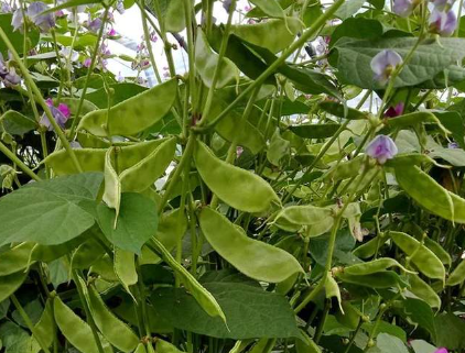 蔬菜種子種植戶客戶點(diǎn)評(píng)-一梭梭的，真是結(jié)坨了，“特早春”扁豆市斤批價(jià)達(dá)到10元