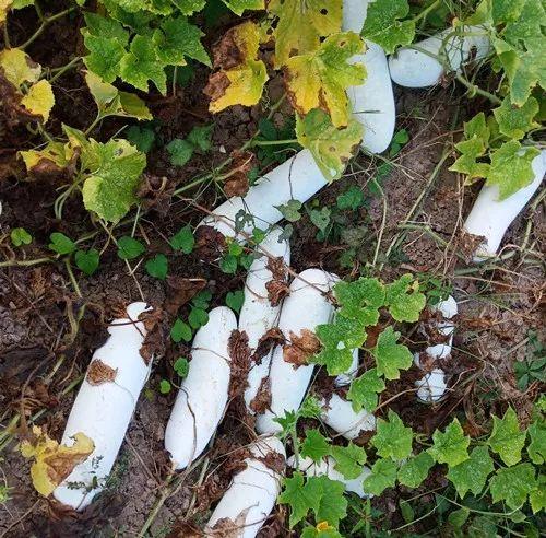 您種植過(guò)“堆堆瓜”嗎？看一看，地上全是瓜！一睹芳容