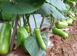 蔬菜種子種植戶客戶點(diǎn)評(píng)-浙江菜農(nóng)種植的鼎牌瓠瓜喜獲豐收，又賣上了好價(jià)錢!