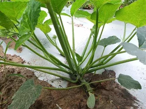 菜農(nóng)種植無需噴農(nóng)藥的蔬菜，不僅栽培簡單、而且效益高