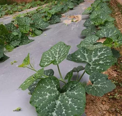 菜農(nóng)種植無需噴農(nóng)藥的蔬菜，不僅栽培簡單、而且效益高