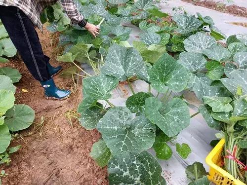 菜農(nóng)種植無需噴農(nóng)藥的蔬菜，不僅栽培簡單、而且效益高