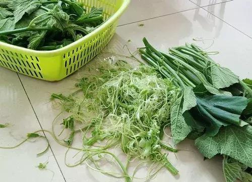菜農(nóng)種植無需噴農(nóng)藥的蔬菜，不僅栽培簡單、而且效益高