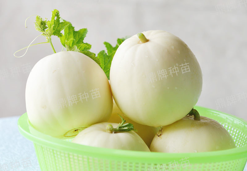 就這4個(gè)薄皮甜瓜，畝產(chǎn)萬(wàn)斤很輕松，瓜果菜農(nóng)搶著種植