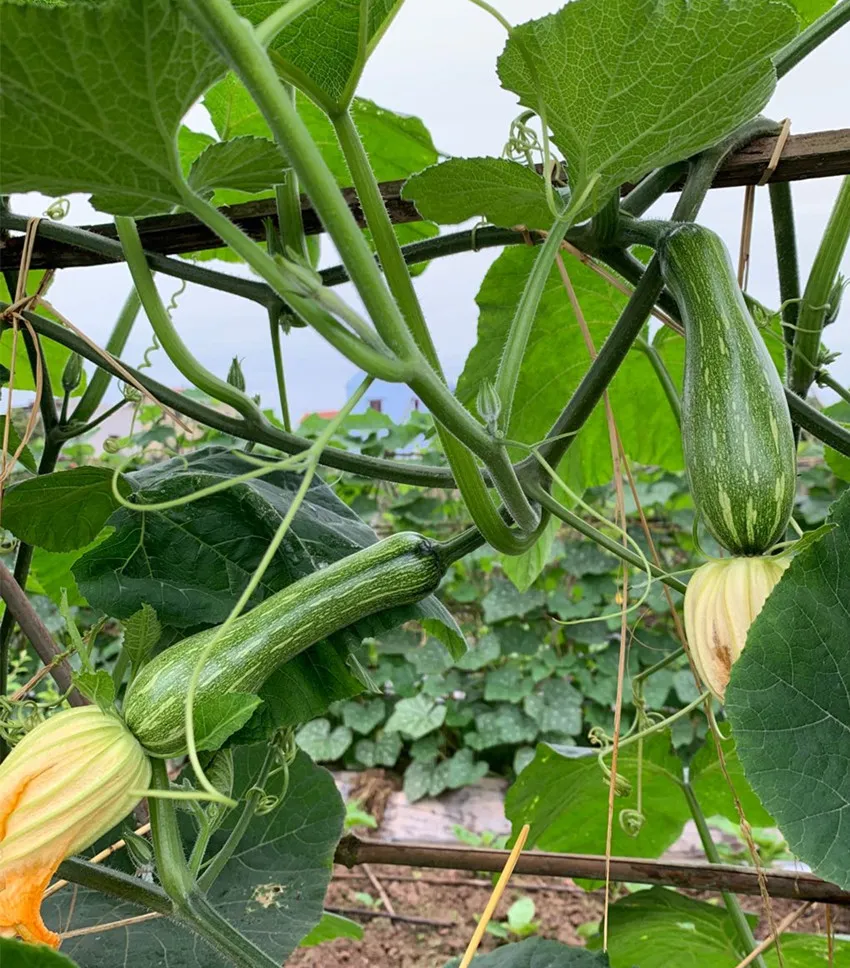 3元1斤的健美蜜本南瓜快成熟了，緬甸種植戶發(fā)來圖片與視頻