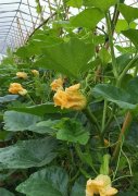 蔬菜種子種植戶客戶點(diǎn)評(píng)-在大棚內(nèi)栽培“健美蜜本”南瓜，怎么樣？看菜農(nóng)石昌斌發(fā)來(lái)的圖片