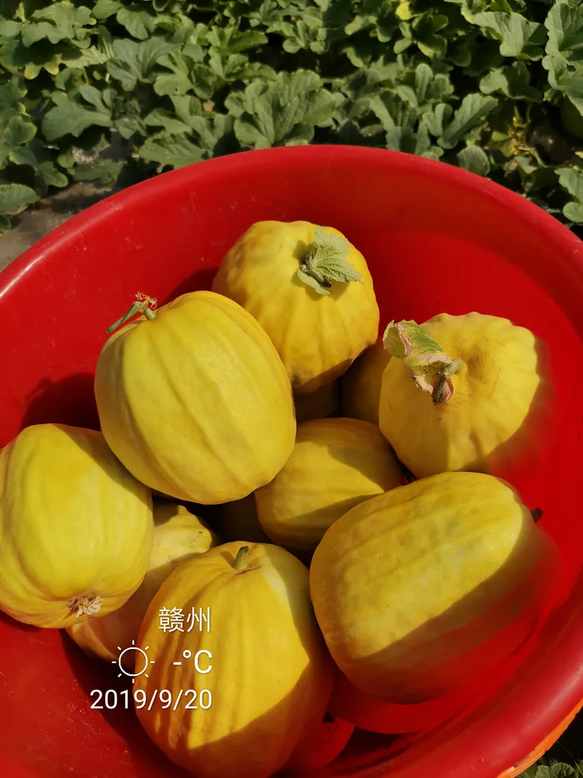 高溫季節(jié)種植甜瓜，什么品種最好？這個品種是秋季上市的專用品種
