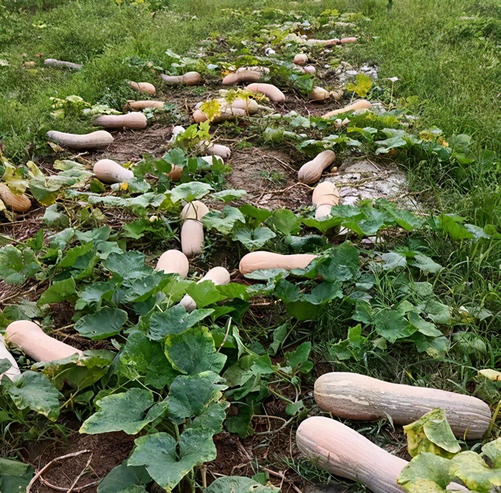 一位轉(zhuǎn)業(yè)后的特種兵，辦農(nóng)場種瓜菜，靠1個優(yōu)點，年賺200萬