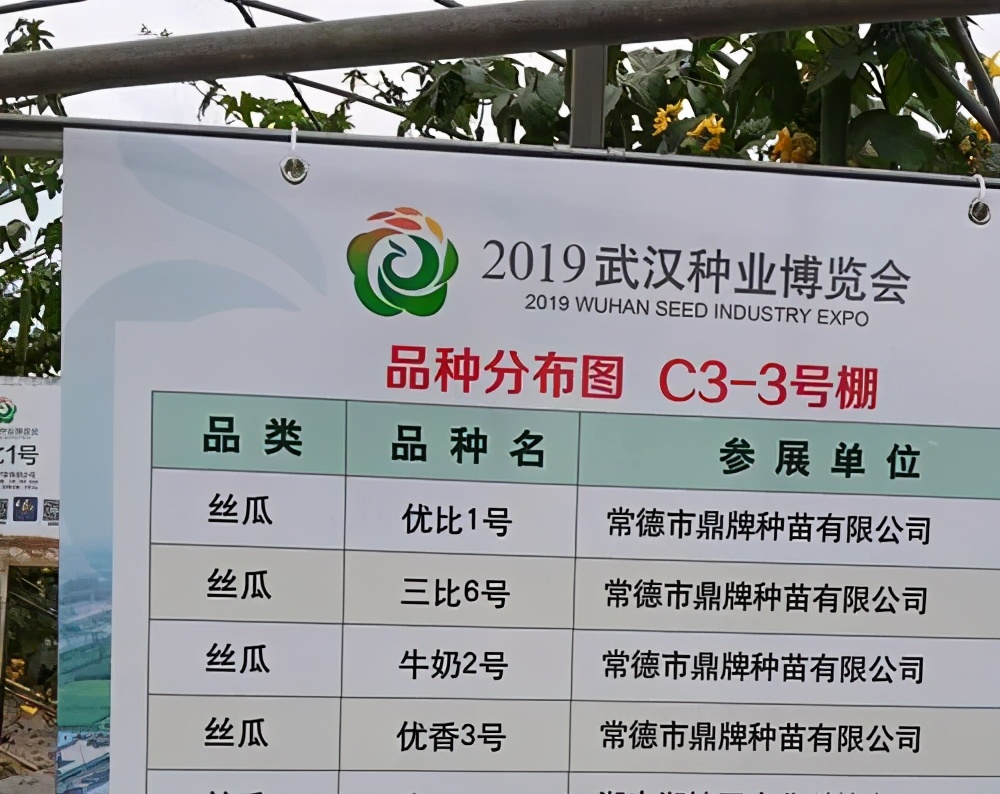 這個絲瓜畝產(chǎn)可達(dá)8000公斤，菜農(nóng)2021年致富的絲瓜品種