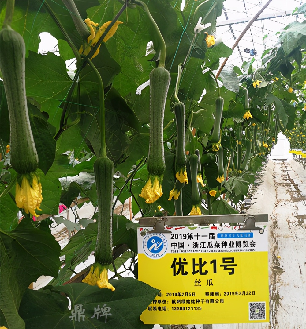 這個絲瓜畝產(chǎn)可達(dá)8000公斤，菜農(nóng)2021年致富的絲瓜品種