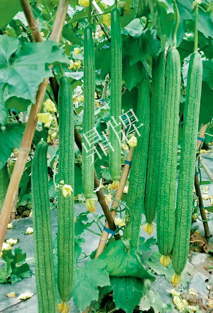 它是絲瓜種植戶的新選擇，節(jié)節(jié)有瓜，瓜長而不彎曲