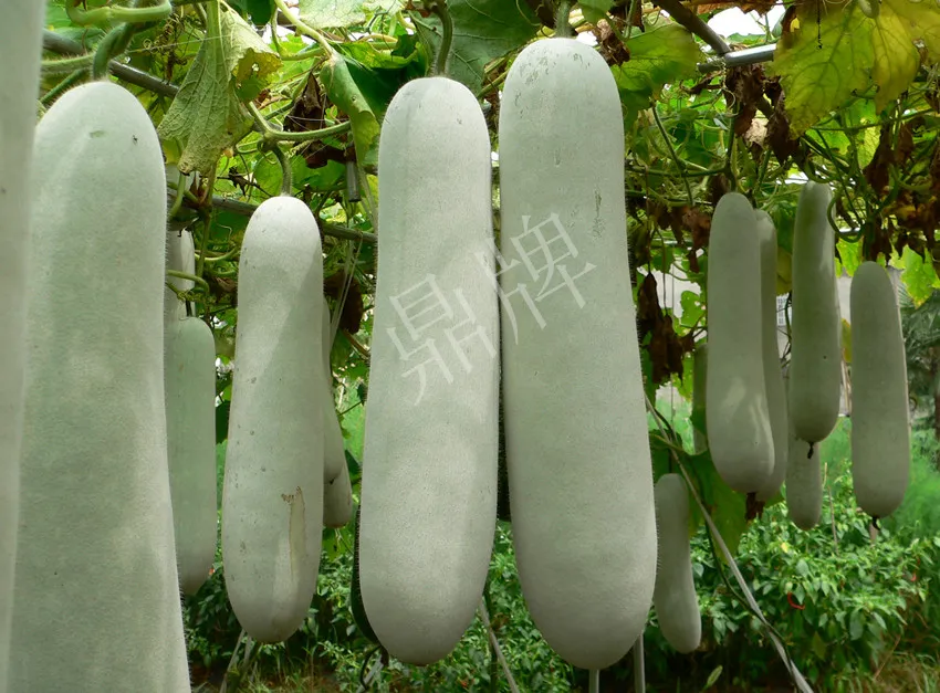 這個品種太優(yōu)秀了！耐儲耐運，適合大面積種植，菜農(nóng)瓜販都喜歡
