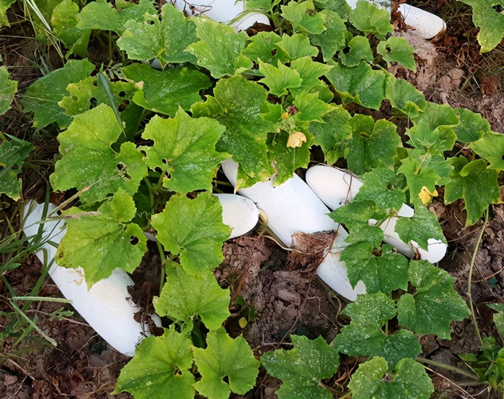 這個品種太優(yōu)秀了！耐儲耐運，適合大面積種植，菜農(nóng)瓜販都喜歡