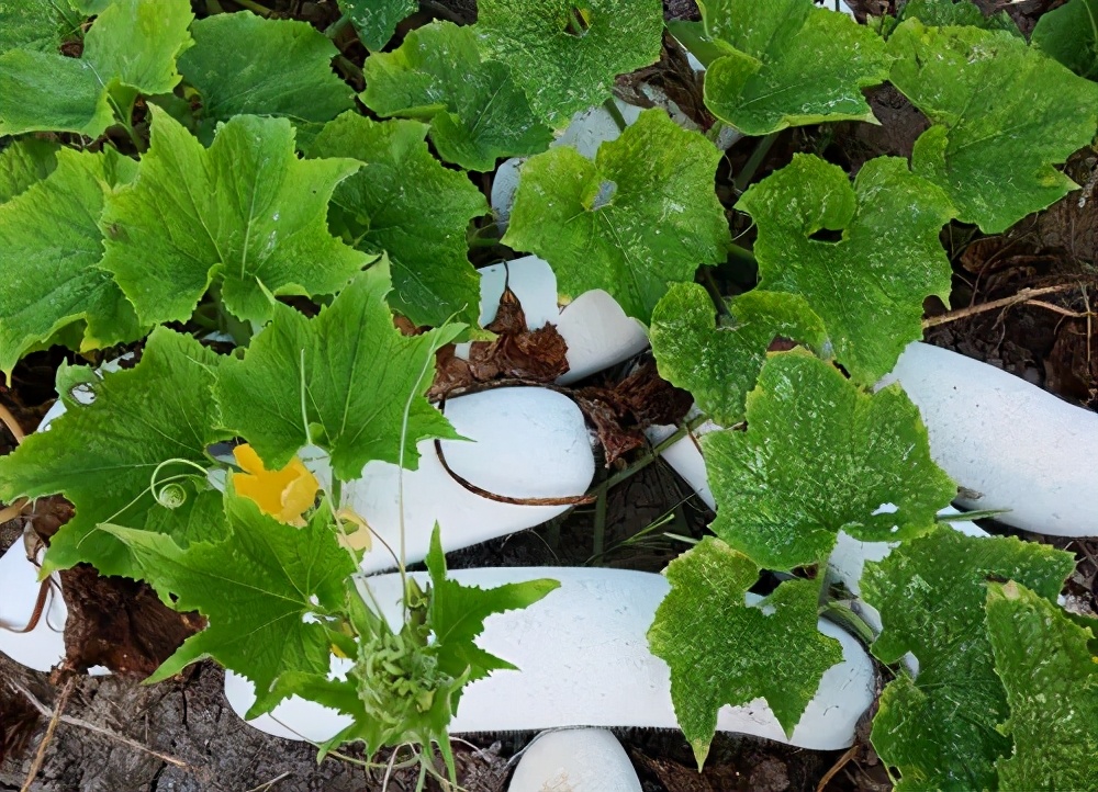 這個品種太優(yōu)秀了！耐儲耐運，適合大面積種植，菜農(nóng)瓜販都喜歡