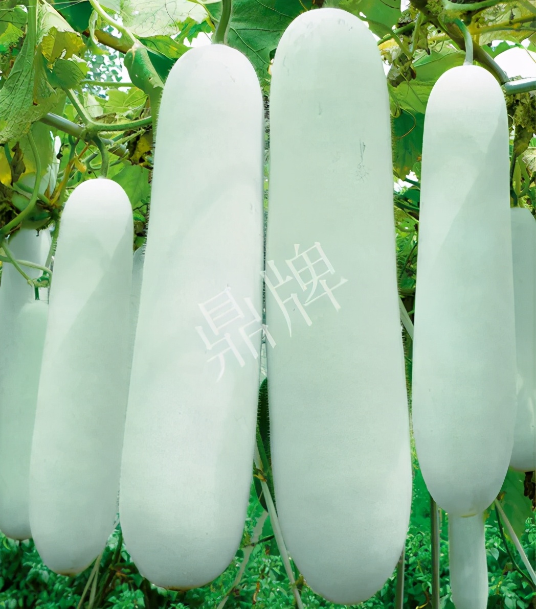 這個品種太優(yōu)秀了！耐儲耐運，適合大面積種植，菜農(nóng)瓜販都喜歡