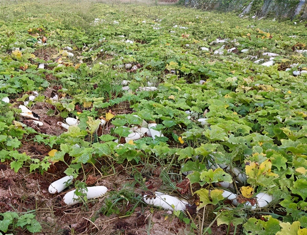 這個品種太優(yōu)秀了！耐儲耐運，適合大面積種植，菜農(nóng)瓜販都喜歡