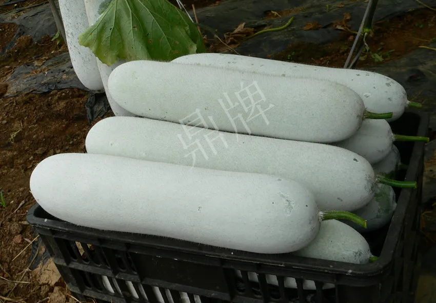 這個品種太優(yōu)秀了！耐儲耐運，適合大面積種植，菜農(nóng)瓜販都喜歡