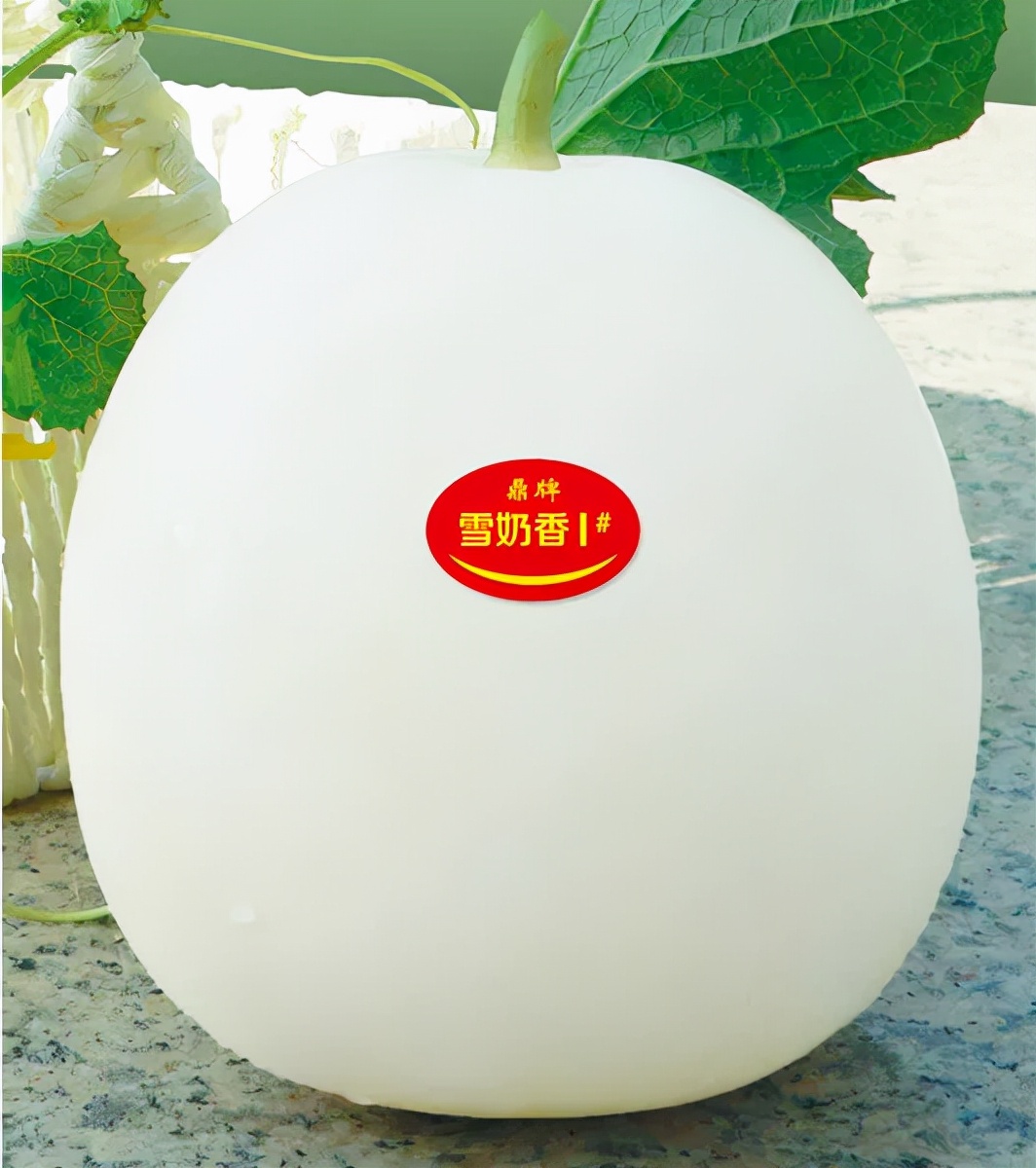 河南焦作的李向林今年種植甜瓜新品種，客戶直接拉貨走人