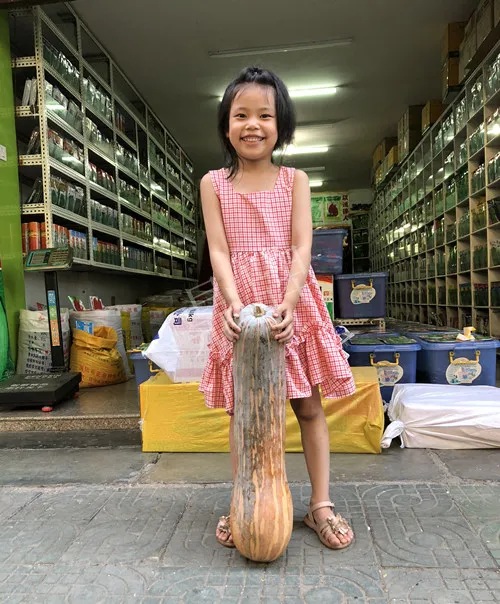 四川農(nóng)戶今年種“健美蜜本”南瓜產(chǎn)量高，品質(zhì)好，感覺巴適得很
