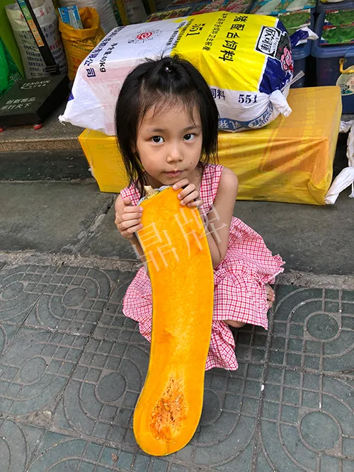 四川農(nóng)戶今年種“健美蜜本”南瓜產(chǎn)量高，品質(zhì)好，感覺巴適得很