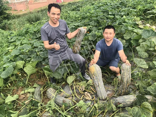 四川農(nóng)戶今年種“健美蜜本”南瓜產(chǎn)量高，品質(zhì)好，感覺巴適得很