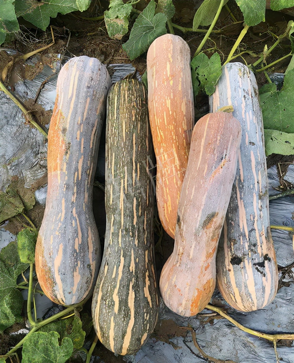四川農(nóng)戶今年種“健美蜜本”南瓜產(chǎn)量高，品質(zhì)好，感覺巴適得很