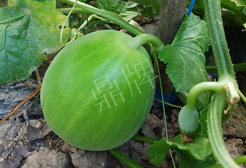 婁底瓜農(nóng)純賺50萬，我這個“張大膽”榮光了一把