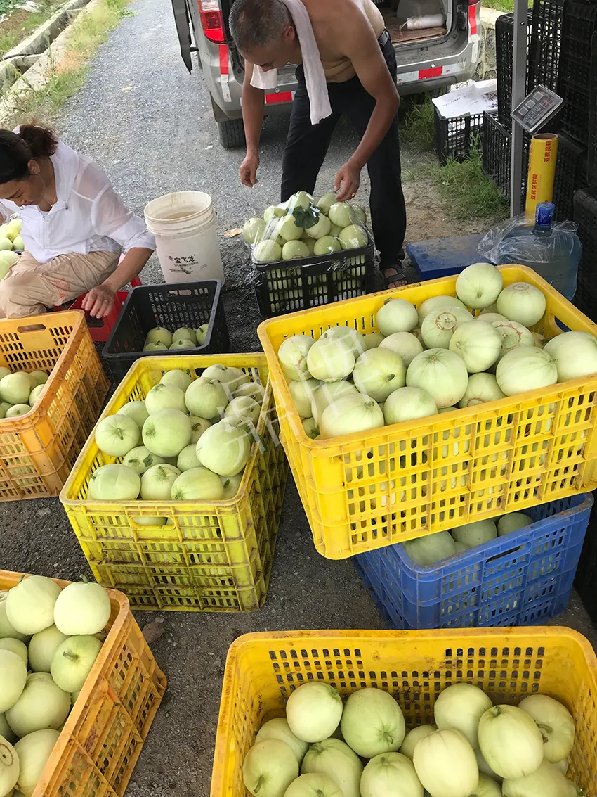 郴州農(nóng)戶種植新品種，果實又香又甜，很好賣
