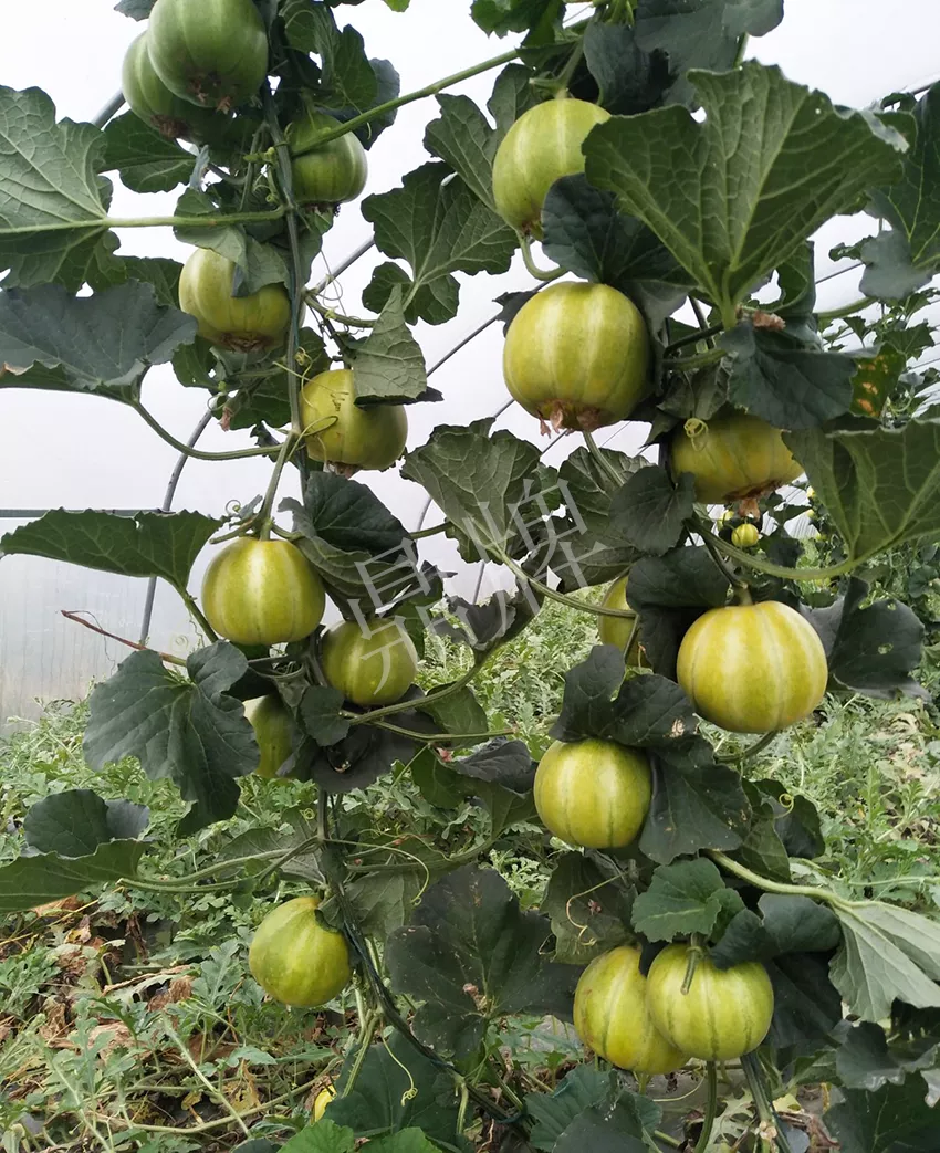 一株坐果15個(gè)，6元1斤，好賣(mài)得很