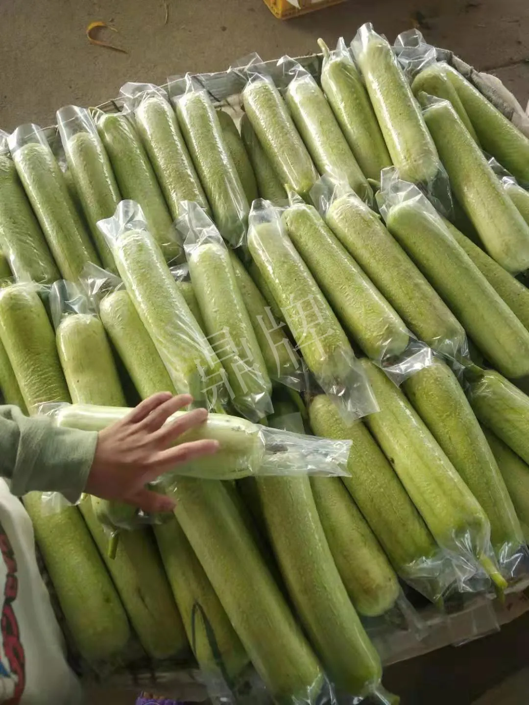 這個(gè)絲瓜每畝能掙3萬(wàn)，沒(méi)種植的農(nóng)戶(hù)后悔得拍大腿