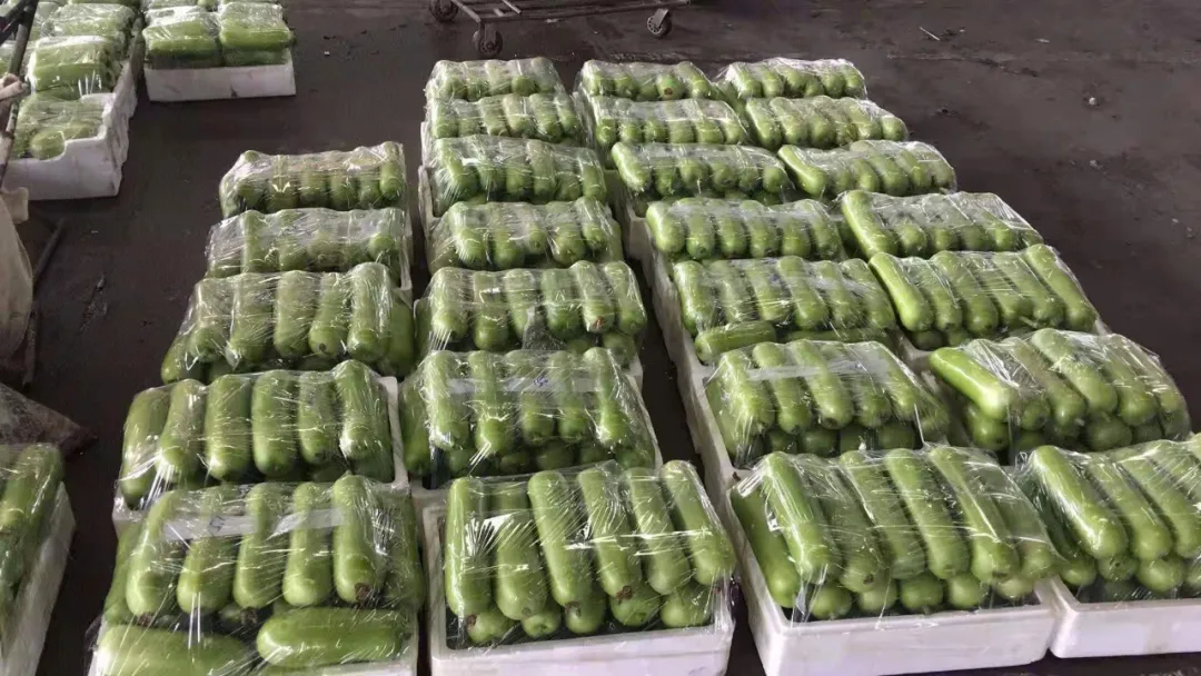 這個品種上市早，價格好！我連續(xù)種了三年，滿意