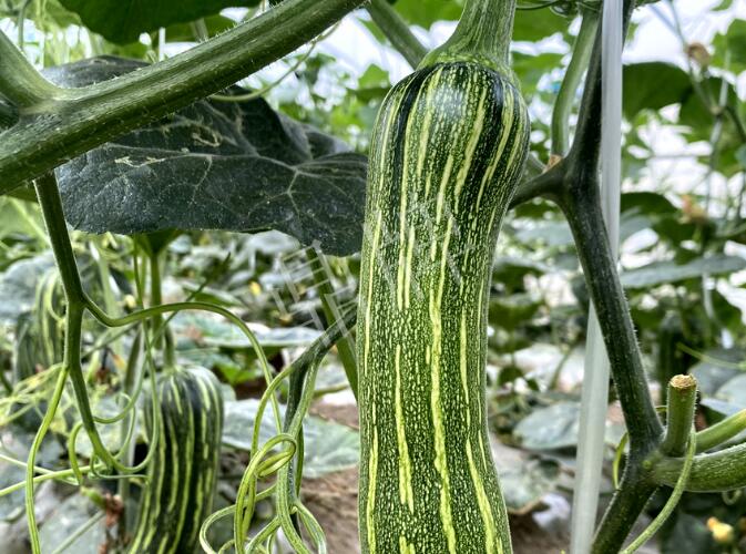 蔬菜種子種植戶客戶點評-打破常規(guī)，我的南瓜賣7元1斤……
