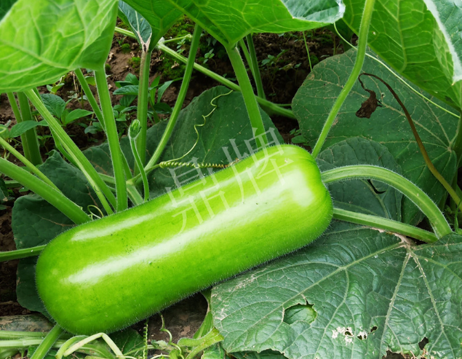 蔬菜種子種植戶客戶點評-牛逼！我露地栽培的瓠瓜，比別人大棚的還早上市！