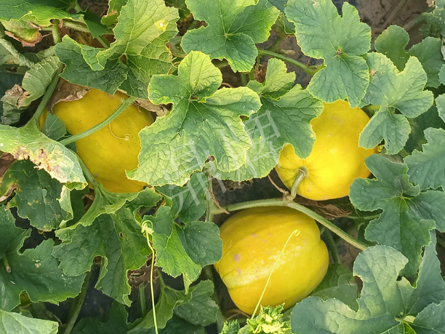 蔬菜種子種植戶客戶點評-種它！種它！高溫季節(jié)就種它！
