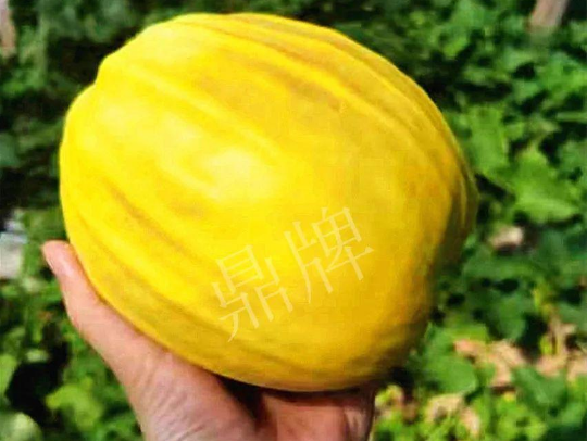 蔬菜種子種植戶客戶點評-我的甜瓜賣20元1市斤，與大家分享…