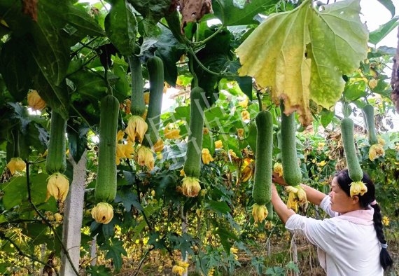 蔬菜種子種植戶客戶點評-8月，持續(xù)高溫下，這種絲瓜少見，少見！