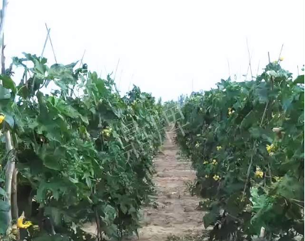 蔬菜種子種植戶客戶點(diǎn)評(píng)-種植這個(gè)品種，獲得高收入，老婆的功勞最大